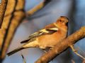 Fringilla coelebs